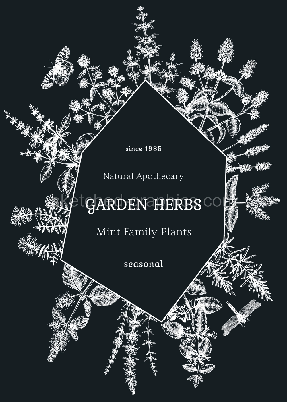 Hand-sketched Mints card or invitation design. Mint plants and insects on chalkboard. Medicinal herbs and summer flowers background. Herbal tea ingredients template. Botanical illustration in color Illustration